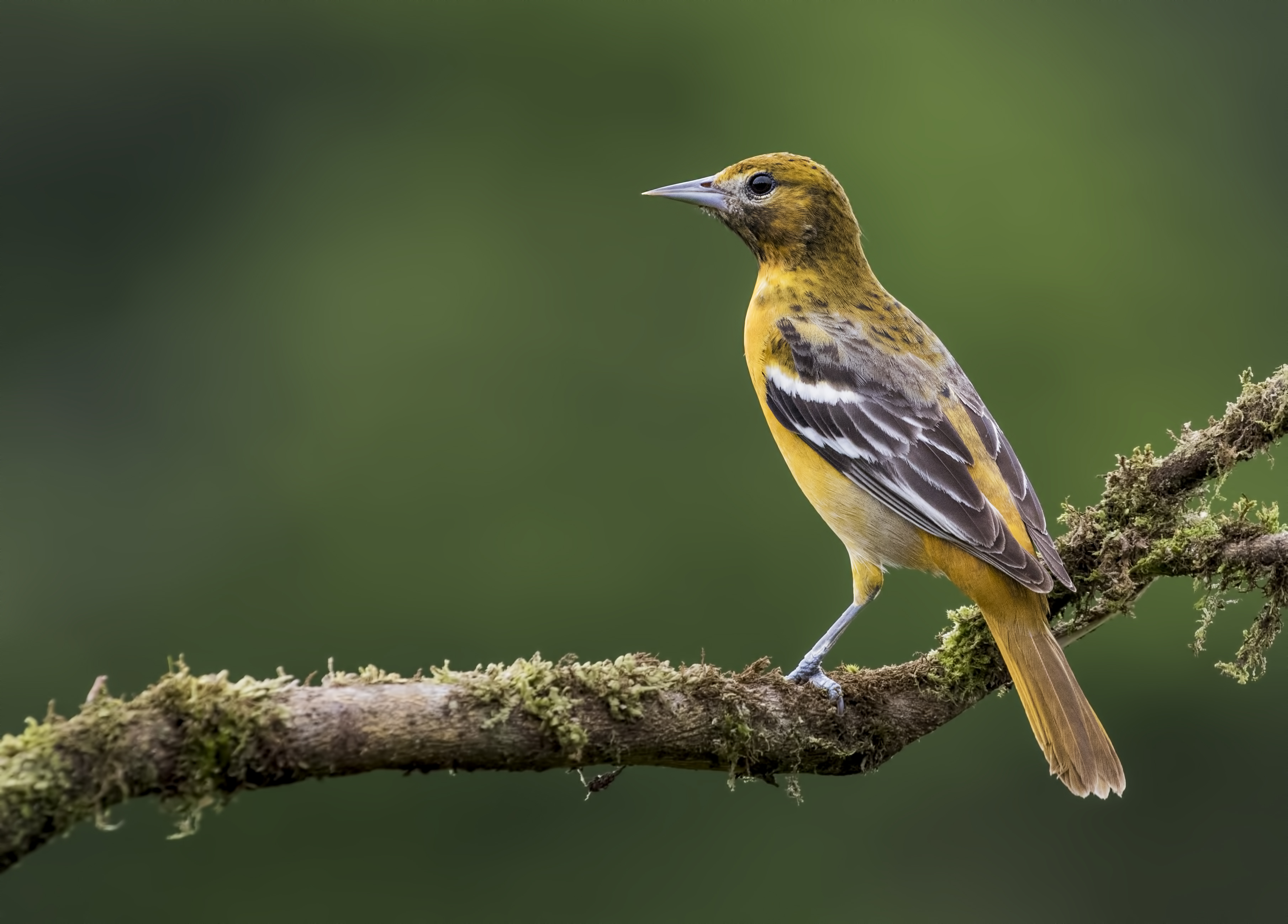 Baltimore Oriole